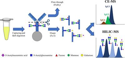 MS-Based Allotype-Specific Analysis of Polyclonal IgG-Fc N-Glycosylation